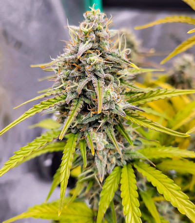 Amnesia Zkittlez Auto fem (FastBuds) семена конопли