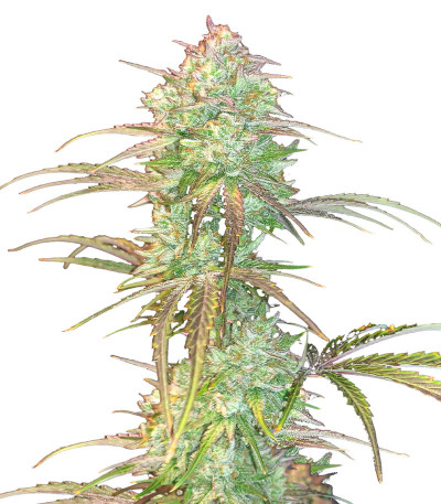 Grateful Dead Auto fem (High Speed ​​Buds) семена конопли