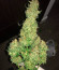 Auto Northern Light fem (Victory Seeds) семена конопли