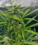 Blue Cheese Autoflowering fem (Dinafem Seeds) семена конопли