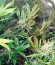 Bubba Cheese Auto fem (Humboldt Seeds) семена конопли
