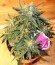 Bubblegum XL fem (Royal Queen Seeds) семена конопли