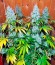 Sour Diesel #2 reg (Humboldt Seeds) семена конопли