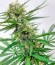 White Russian reg (Serious Seeds) семена конопли