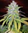 Cream Caramel Auto fem (Sweet Seeds) семена конопли