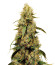 Jamnesia Haze fem (Dr. Krippling Seeds) семена конопли