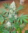 White Rhino reg (Nirvana Seeds) семена конопли