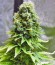 White Widow fem (Green House Seeds) семена конопли