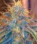 Liberty Haze fem (Barney's Farm) семена конопли