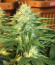 American Pie fem (Pyramid Seeds) семена конопли
