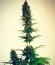Appleberry fem (Sumo Seeds) семена конопли