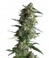 Auto Galaxy fem (Pyramid Seeds) семена конопли