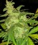 Grand Heft Auto fem (Dr. Krippling Seeds) семена конопли