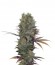 Landysh fem (VIP seeds) семена конопли