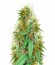 Medical 49 CBD+ fem (Vision Seeds) семена конопли