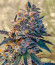 Punch Cookies fem (AlphaFem Seeds) семена конопли