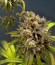 Royal Highness fem (Royal Queen Seeds) семена конопли