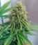 Skunk #1 fem (Sensi Seeds) семена конопли