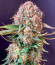 Sour Jealousy Auto fem (FastBuds) семена конопли