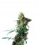 Super Silver fem (Dinafem Seeds) семена конопли