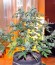 Vertigo Auto fem (Paradise Seeds) семена конопли