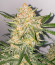Ztrawberriez Auto fem (FastBuds) семена конопли