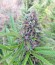 Exodus Cheese fem (Green House Seeds) семена конопли