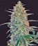 Сорт марихуаны Malana Bomb Auto