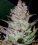 Blueberry Cheesecake fem (Female Seeds) семена конопли