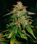 Bruce Banner Auto (Sweet Seeds) семена конопли
