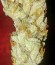 Сорт марихуаны Cheese