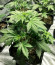 Girl Scout Cookies Auto fem (Original Sensible Seeds) семена конопли