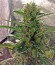 Green Crack Auto fem (FastBuds) семена конопли