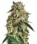 Sapphire OG fem (Humboldt Seed Organization) семена конопли