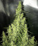 Sour Diesel Auto fem (Herbies Seeds) семена конопли