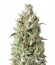 Sumo's OG Kush Auto fem (Sumo Seeds) семена конопли