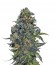 Taison Auto fem (VIP seeds) семена конопли