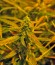 White Widow Automatic fem (Dinafem Seeds) семена конопли