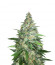 Zkittlez fem (Original Sensible Seeds) семена конопли