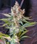 Big Devil F1 Fast Version fem (Sweet Seeds) семена конопли