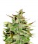 Stress Killer Automatic fem (Royal Queen Seeds) семена конопли
