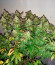 Vanilla Kush fem (Barney's Farm) семена конопли
