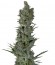 Critical Plus Auto fem (Trikoma Seeds) семена конопли