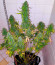 Dolly Kush fem (Dr. Krippling Seeds) семена конопли