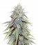 Grand Master Kush reg (Sumo Seeds) семена конопли