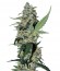 Green Poison F1 Fast Version fem (Sweet Seeds) семена конопли