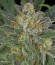 Serious Kush fem (Serious Seeds) семена конопли