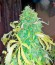 Haze 2.0 Autoflowering fem семена конопли