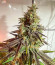 HighCloudZ fem (Green House Seeds) семена конопли