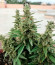 Super Lemon Haze Auto fem (Green House Seeds) семена конопли